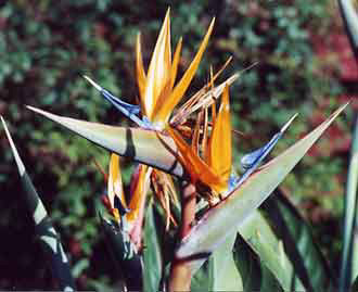 Birds of Paradise...because San Diego is heaven on earth